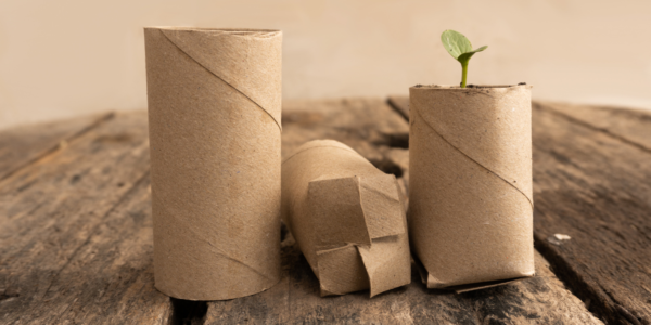 Seeds from Toilet paper tube